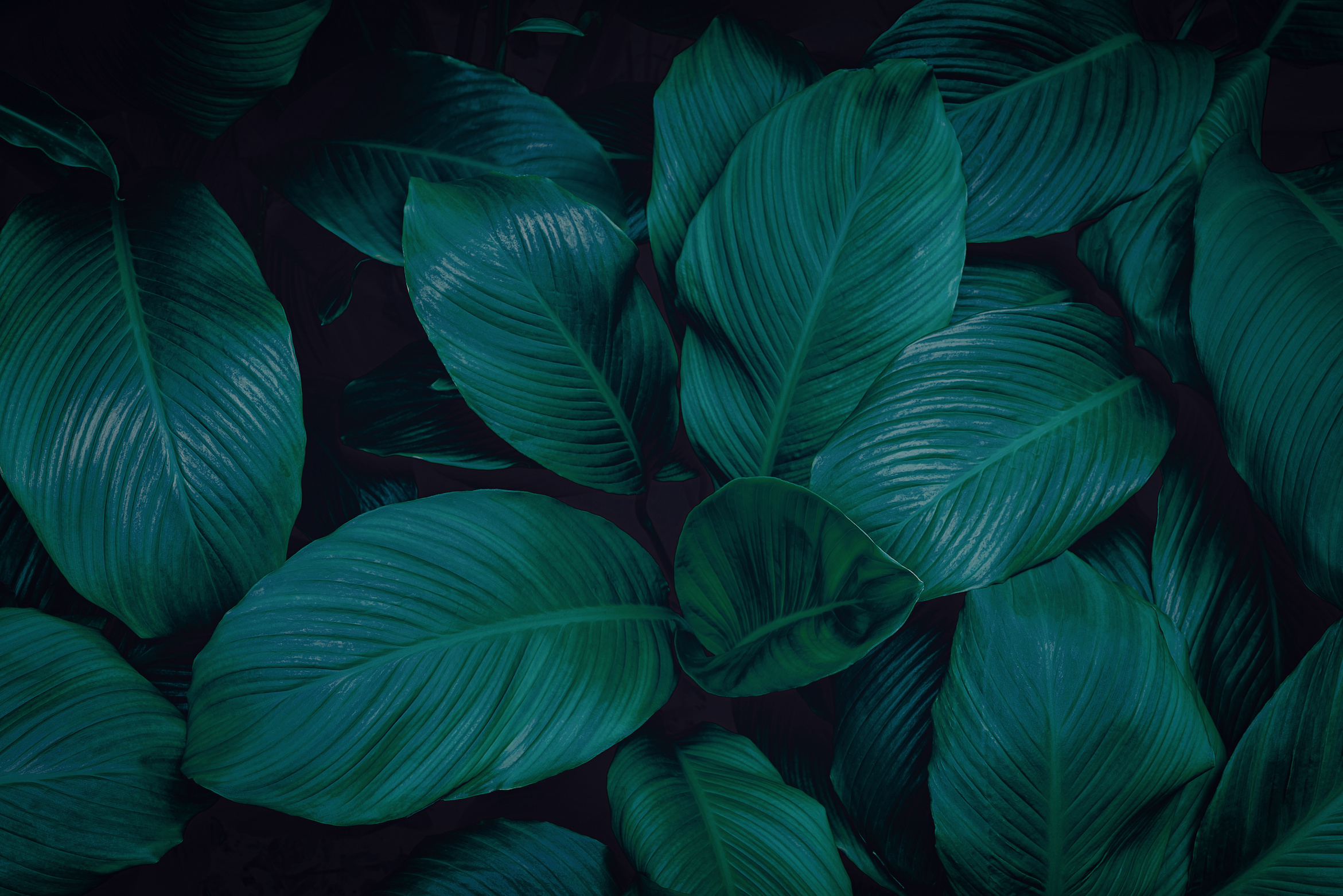 Green background concepts.Tropical green leaves, jungle leaf close up